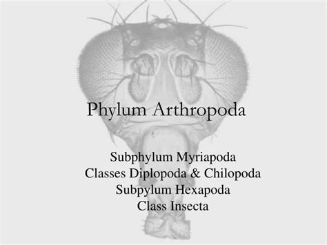 Ppt Phylum Arthropoda Powerpoint Presentation Free Download Id708439