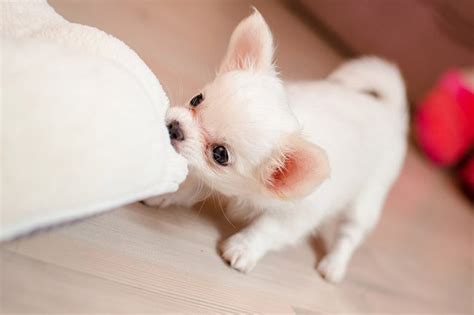 How To Choose The Best Toys For Small Dogs Cuteness