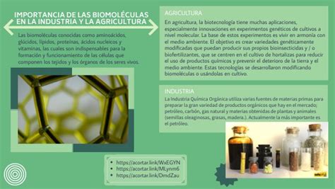 Infografia Importancia De Las Biomoleculas