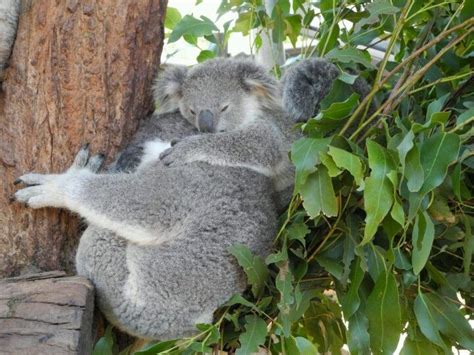 Taronga Zoo New South Wales Animals And Pets Cuddly Koala Bears