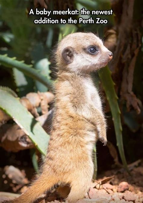 Random Pictures Of The Day 76 Pics Baby Meerkat Cute