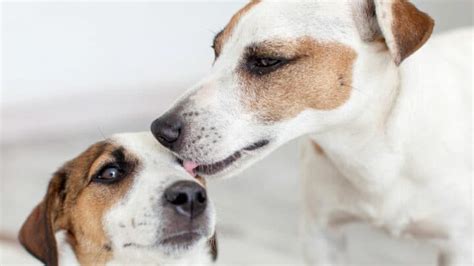 Why Do Dogs Lick Other Dogs Thats Why