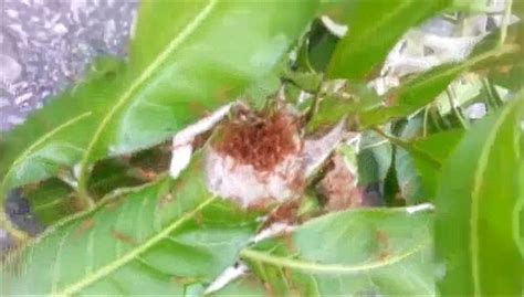 Thai Man Rubs Red Fire Ants On His Genitals Then Screams In Agony As
