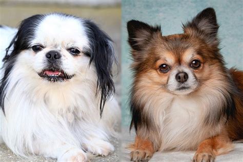 Chin Wa Japanese Chin And Chihuahua Mix Pictures Guide Info Care