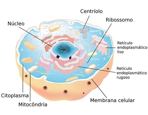 Desenho De Celula Eucarionte SOLOLEARN