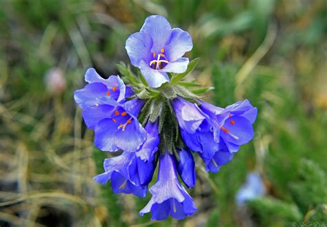 Large Blue Funnel Shaped Flower Colorados Wildflowers