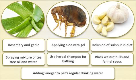 Home Remedies For Fleas Gardening And Outdoor Care