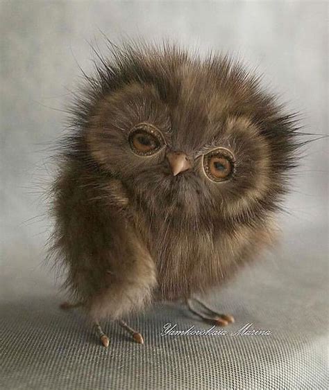 Little Cute Owl Baby Owls Animals And Pets Funny Animals Baby Baby