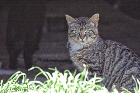 Crawlspace Tabby The Feral Life Cat Blog