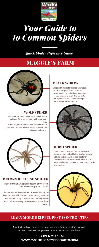 How To Get Rid Of Brown Recluse Spiders Once An Infestation Has Been