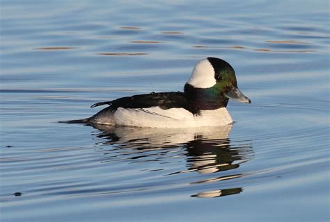 Bufflehead Bucephala Albeola Male In Diving Sequence At Flickr