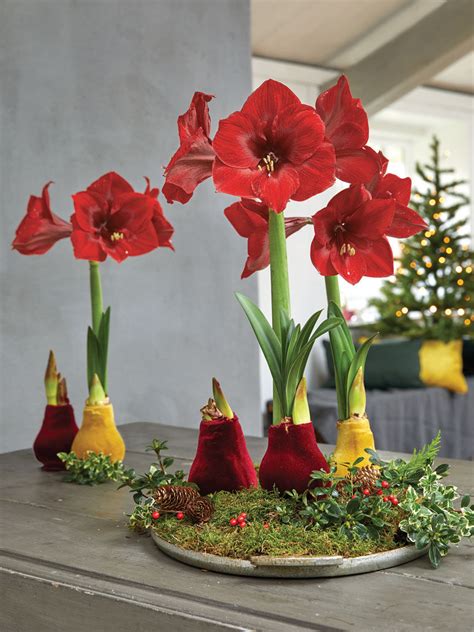 With all the restrictions, gardener's supply is still permitted to continue operations as we are under several categories of what the federal government defines as essential services. Easy Care Waxed Amaryllis with Velvet Finish | Gardener's ...