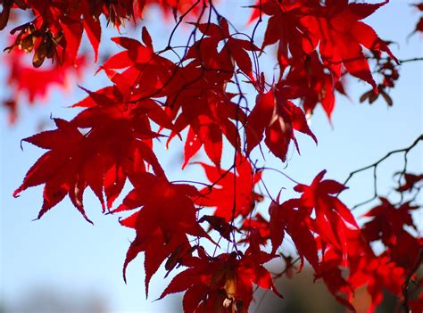 Plantzee Information On Japanese Maple