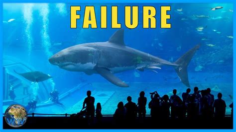 What Happened To The Great Whites We Put In Aquariums Youtube