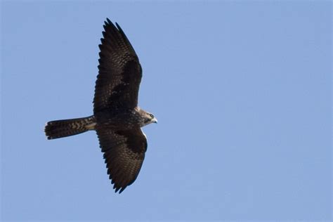 Black Falcon Black Falconfalco Subniger Taken At Warren Flickr