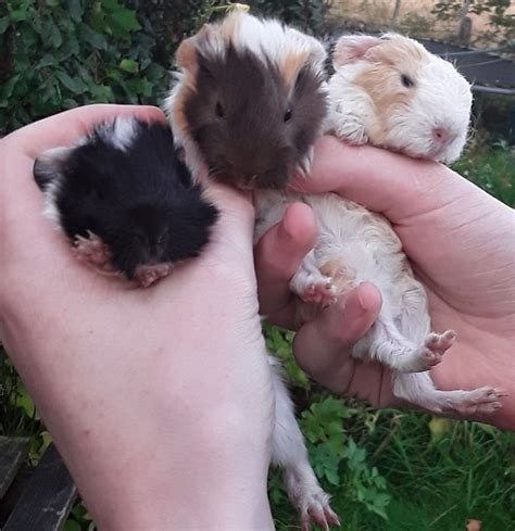 Baby Guinea Pigs For Sale Adoption From Edinburgh Scotland Lothian