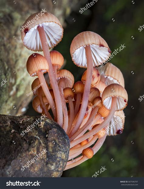 Group Pink Fungi Stock Photo 687596797 Shutterstock