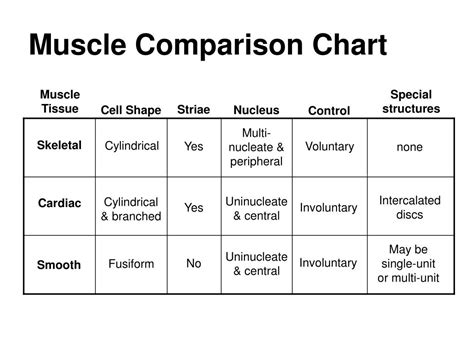Ppt Muscle Physiology Powerpoint Presentation Free Download Id1411403