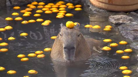 100 Capybara Wallpapers