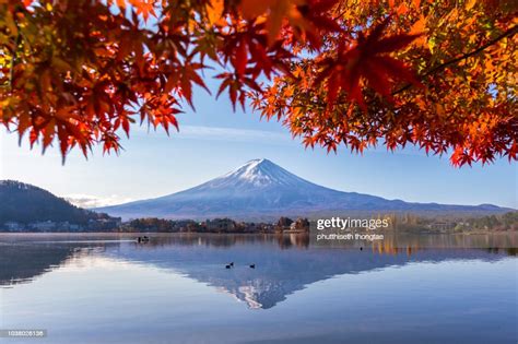 Mount Fuji In Autumn Leaf Color With Red Maple At Lake