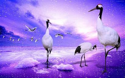 Birds Wallpapers Bird Animal Cranes Desktop Animals