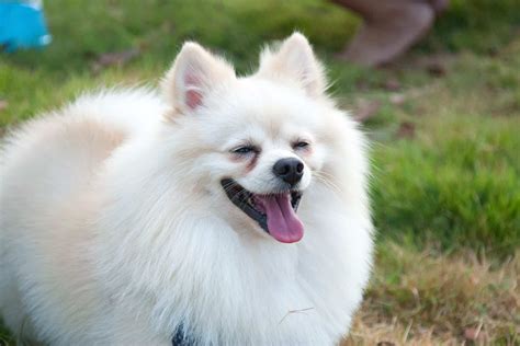 13 Dog Breeds With Purple Tongues With Pictures And Facts