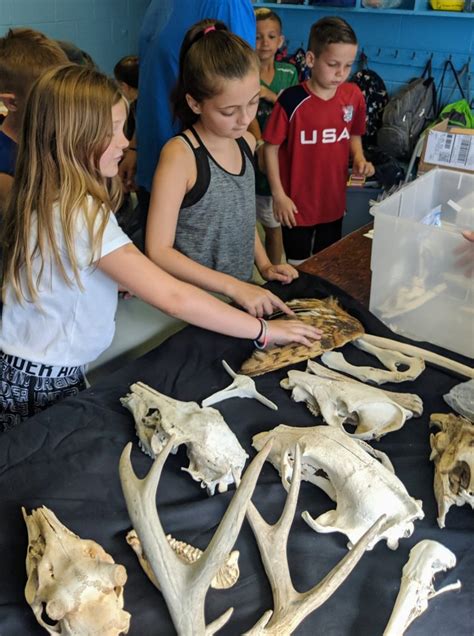 What important organs does the rib cage surround? Animal Bones + Healthy Bones | Art Sphere, Inc.