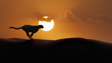 Cheetah Running Sunset Africa