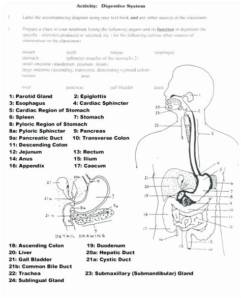 Printable Anatomy Labeling Worksheets Beautiful Digestive System