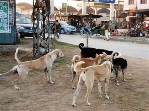 Stray Dogs Becomes Nuisance For Residents Urdupoint