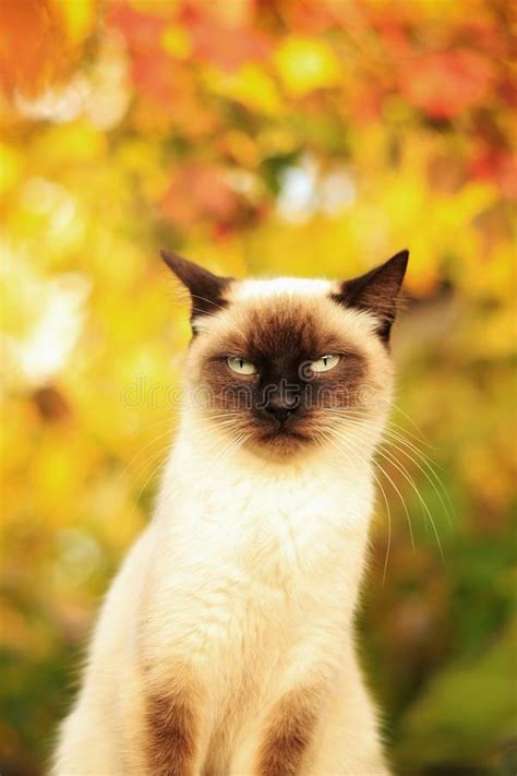 799 Balinese Cat Stock Photos Free And Royalty Free Stock Photos From