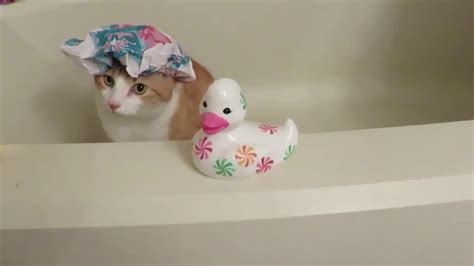 My Cat Sits In The Bathtub Youtube