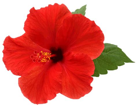 Hibiscus Png Picture Png Mart