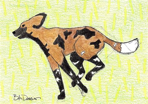 African Painted Dog Drawing By Brittany Dorris Pixels