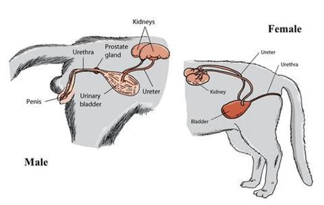 Your future kitty could have a mix of traits, a distinctive color, and a long or short coat. Urinary Health of Cats - Evolution Diet