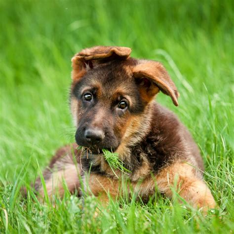 German Shepherd Puppy Ear Stages German Shepherd Dog Hq