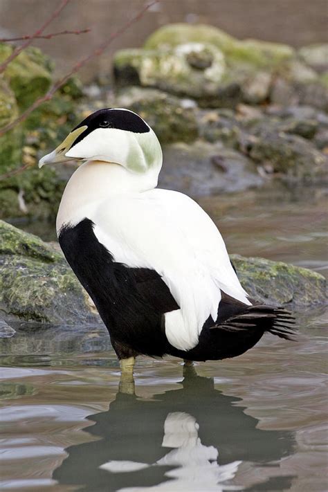 Male Common Eider Duck Photograph By John Devriesscience Photo Library