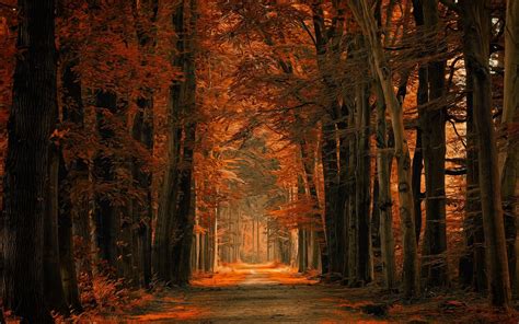 Nature Landscape Fall Dirt Road Forest Path Leaves Trees Netherlands