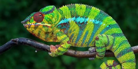 Nanotechnology And The Chemistry Of Color Changing Lizards Lab Manager