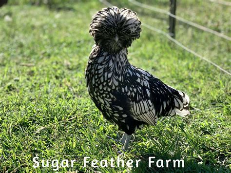 Silver Laced Polish Chicken Sugar Feather Farm