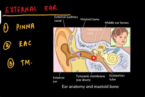 Anatomy Of External Ear And Its Diseases