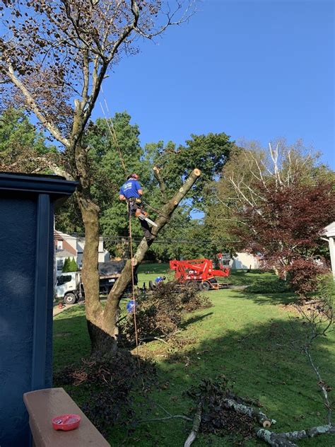 Elevated Tree Care Updated April 2024 Pittsburgh Pennsylvania