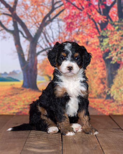 Jonas And Esther Schmucker Greenfield Puppies