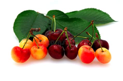 Bing And Rainier Cherries Stock Photo Image Of Bing