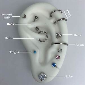 Ear Piercing Chart Pierced Universe