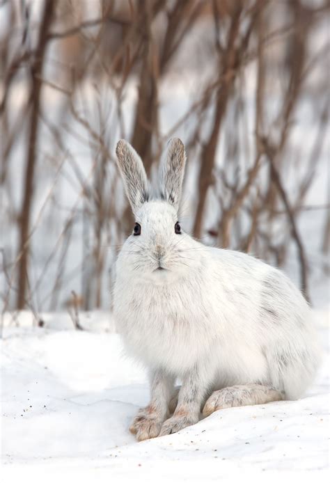 Mammals Hares Snowshoe Hare Coloring Pages Randy Kauffmans Coloring