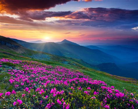 Magic Pink Rhododendron Flowers On Summer Mountain Dramatic Ove West