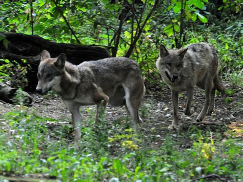 The Call Of The Wolves Again Sounds Through The Tierpark