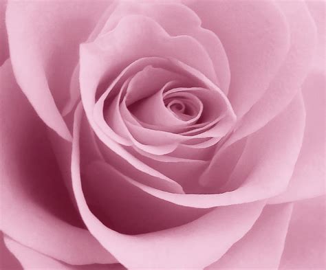 Soft Pink Rose Macro Photograph By Johanna Hurmerinta