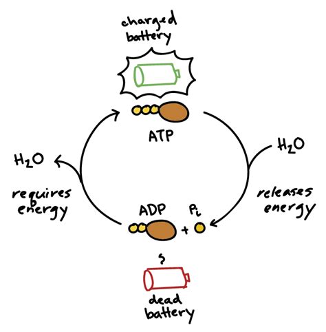 Sizce bir tek atp molekülünden 7300 kalori enerji alabilmek mümkün müdür? Chemischer Aufbau Atp Molekül